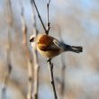 Rémiz penduline